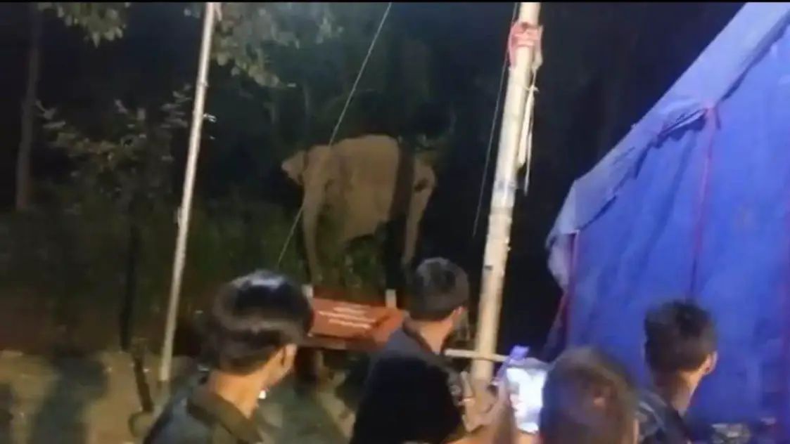 डोईवाला/देहरादून। कांवड़ यात्रा के दौरान लच्छीवाला रेज अंतर्गत देहरादून मार्ग पर मणि माई मंदिर के समीप लगाए गए भंडारे में अचानक हाथी पहुंच गए। कांवड़ियों की ओर से तेज आवाज में साउंड सिस्टम बजाने व हल्ला मचाने पर हाथी क्रोधित हो गए और उन्होंने वहां खड़ी दो ट्रॉली पलट दी।