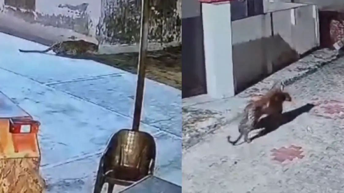 उत्तराखंड के उधमसिंह नगर से एक दिल दहला देने वाला वीडियो सामने आया है, जहां एक गुलदार रात के अंधेरे को चीरता हुआ आया और एक रिहायशी इलाके में घुस गया और वहां उसने एक पालतू कुत्ते को अपना निवाला बना लिया.