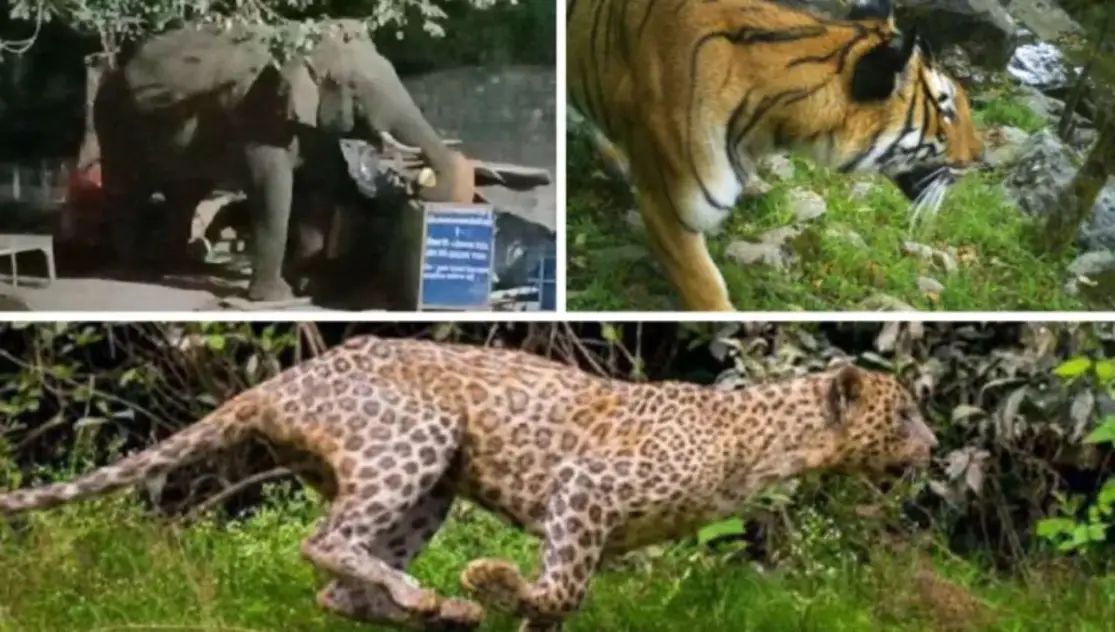 उत्तराखंड के जंगलों में फल-फूल रहा वन्यजीवों का कुनबा जहां राज्य को विशिष्टता प्रदान करता है, वहीं तस्वीर का दूसरा पहलू भी है। यह है राज्य में वन्यजीवों के निरंतर बढ़ते हमले।